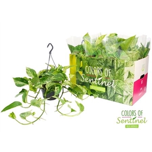 Epipremnum Marble Queen Hang