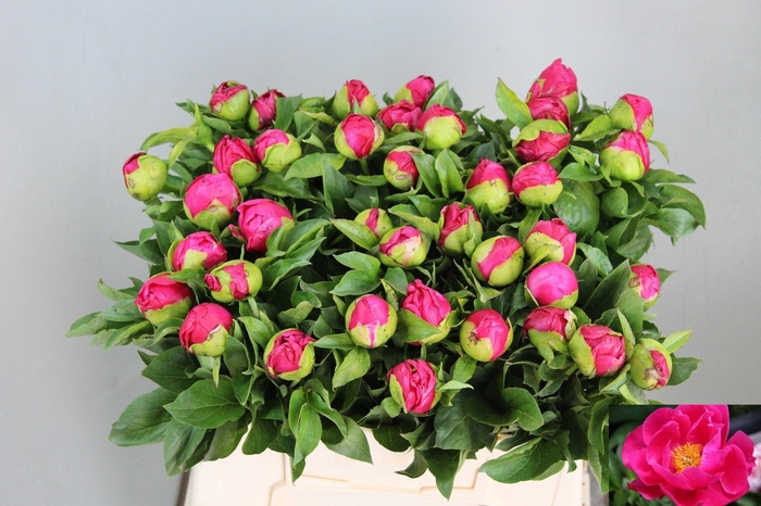 <h4>PAEO PAULA FAY</h4>