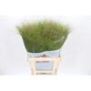 Panicum Fountain