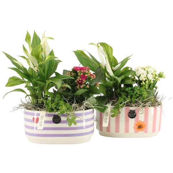 <h4>Arrangementen kamerplanten 6%</h4>