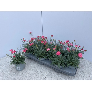 DIAN DI CORAL GRANIT