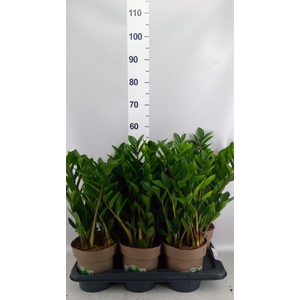 ZAMIOCULCAS  8+