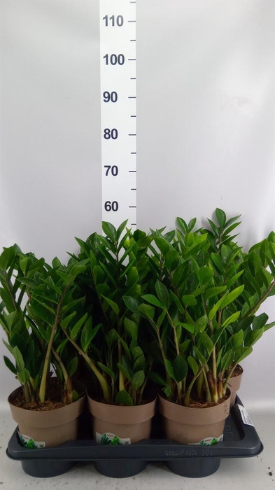 <h4>ZAMIOCULCAS 8+</h4>