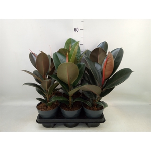 Ficus elastica   ...