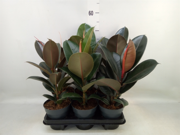 <h4>Ficus elastica   ...</h4>