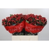 Hypericum True Romance