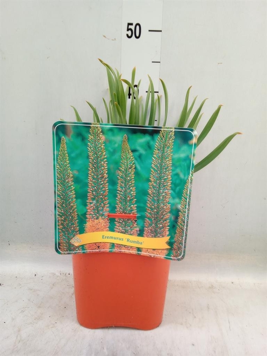 <h4>Eremurus   ...</h4>