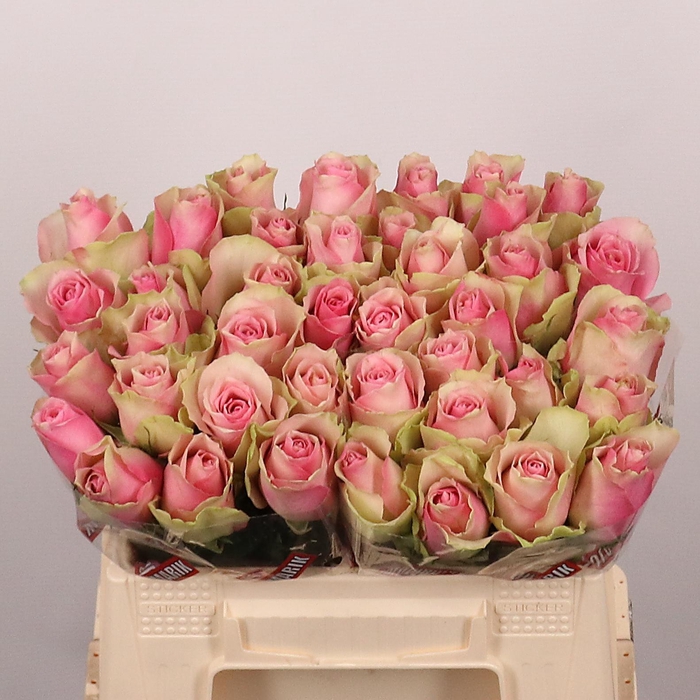 <h4>R GR BELLE ROSE</h4>