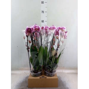 Phalaenopsis  'Elegant Cascade'