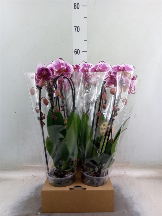 <h4>Phalaenopsis  'Elegant Cascade'</h4>
