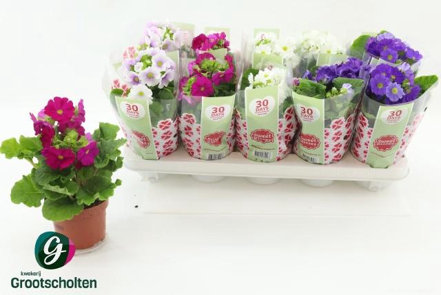 <h4>PRIM OB SWEETK A GEM</h4>