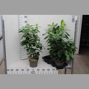 PRUN LA NOVITA (pot gekweekd) 90 cm