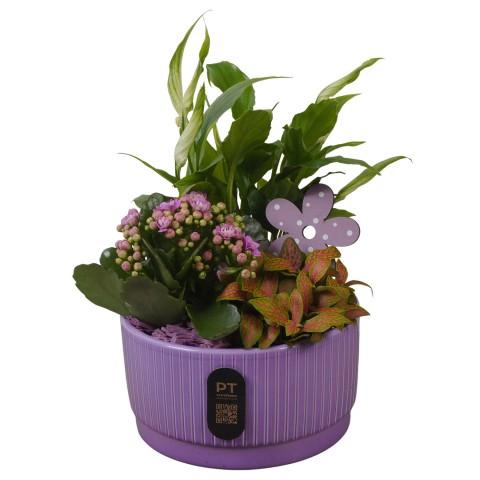 <h4>PTIB5101 Arrangementen kamerplanten</h4>