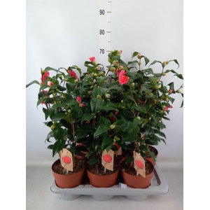 Camellia reticulata 'Mary Williams'