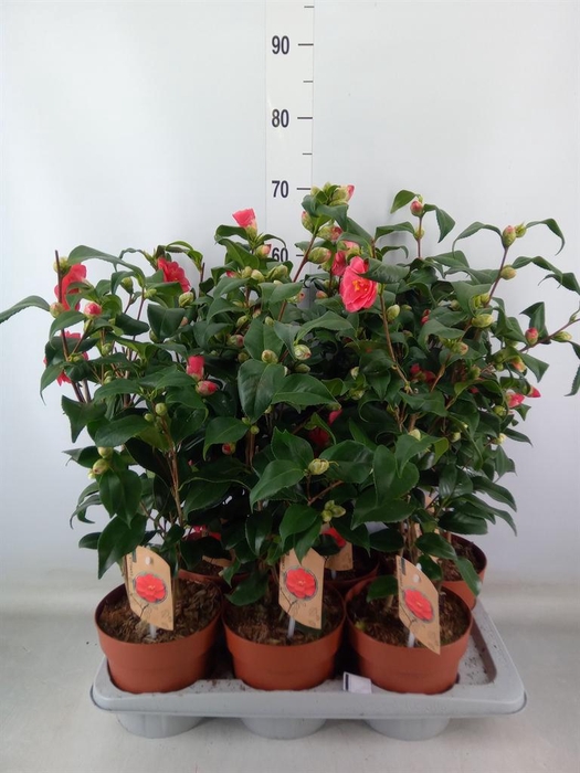 <h4>Camellia reticulata 'Mary Williams'</h4>