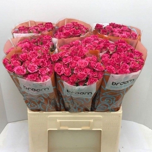 Rosa spray lianne