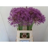 Allium Purple Rain