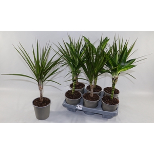 KAMERPL GEM GR 4 SRT