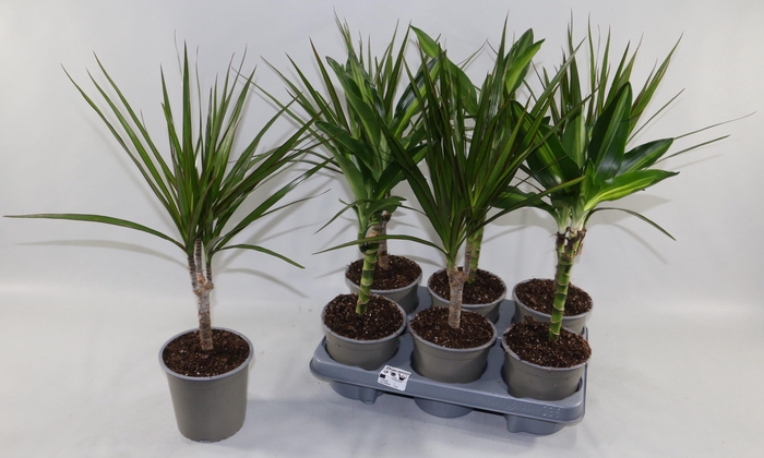 <h4>KAMERPL GEM GR 2 SRT</h4>