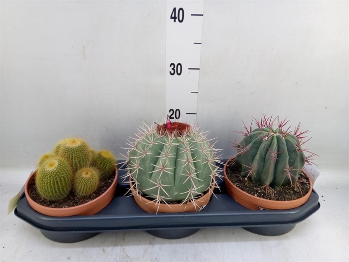 <h4>Cactus   ...</h4>