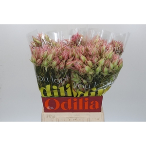 Blushing Bride Pink 10+ Flowers