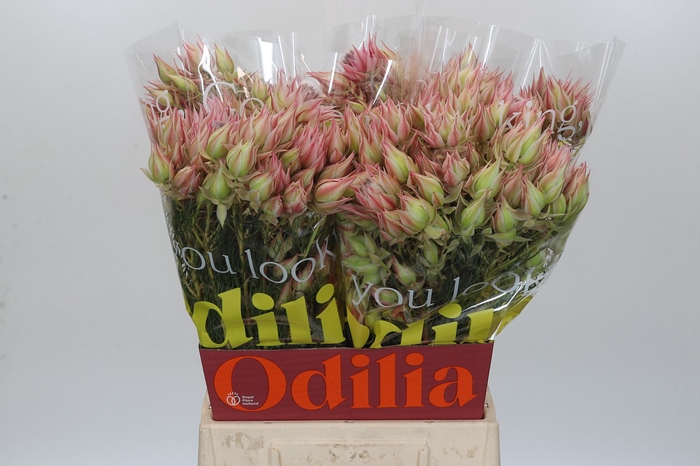 <h4>Blushing Bride Pink 10+ Flowers</h4>