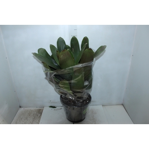 BROMELIA IMPERIAL P27 VERDE/VERMELHO