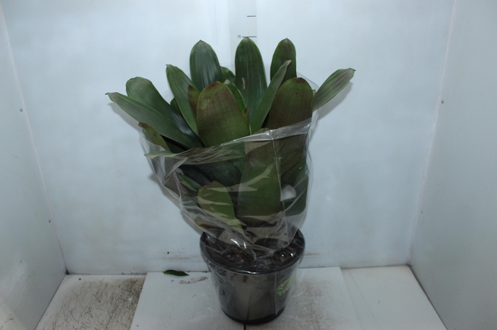 <h4>BROMELIA IMPERIAL P27 VERDE/VERMELHO</h4>
