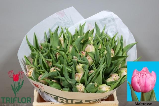 <h4>TU DU MAITRESSE</h4>