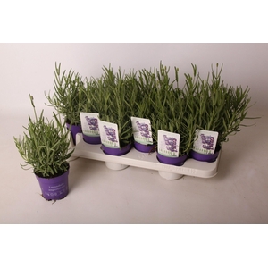 Lavandula ang. 'Hidcote' 10,5 cm