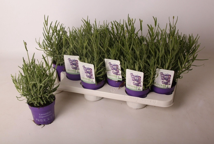 <h4>Lavandula ang. 'Hidcote' 10,5 cm</h4>