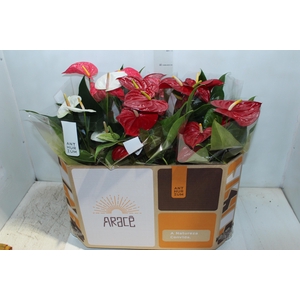 ANTHURIUM VARIADO P17