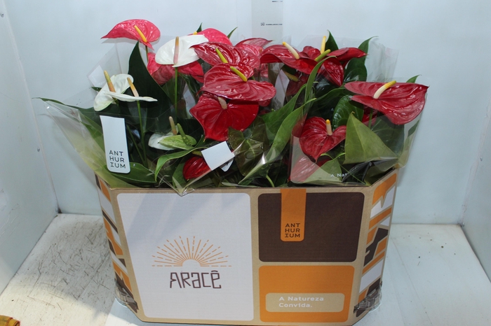 <h4>ANTHURIUM VARIADO P17</h4>