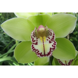 Cymbidium Robin Hood Doos