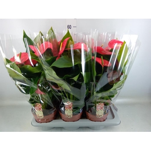Anthurium andr. 'California'
