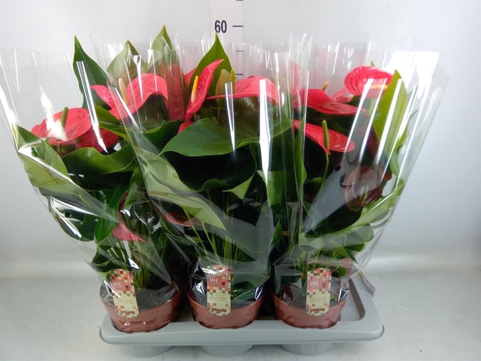 <h4>Anthurium andr. 'California'</h4>