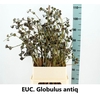 Euca Globulus Large