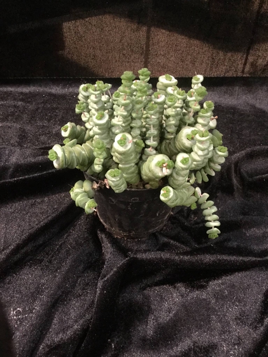 Crassula Hottentot