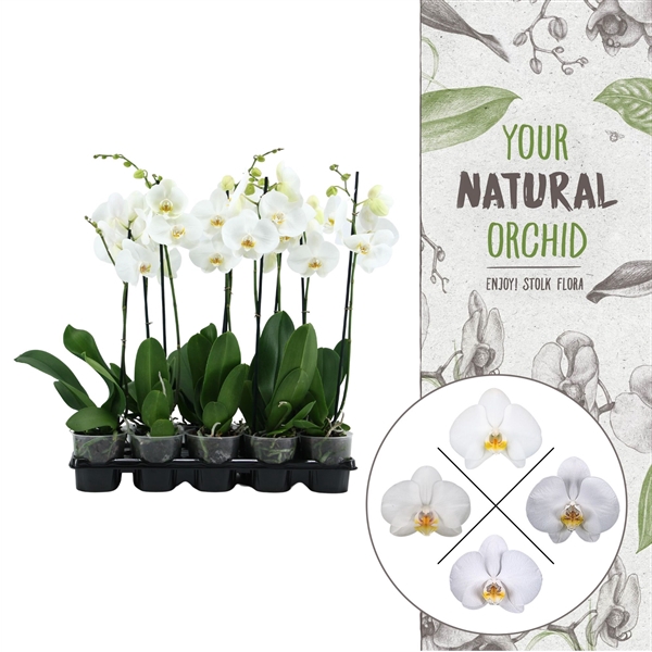 <h4>Your Natural Orchid | White 60cm | Phalaenopsis 1 spike</h4>