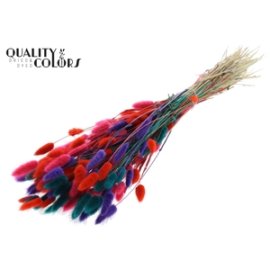 Lagurus Premium per bunch Colourful 4