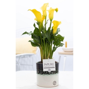 Zantedeschia yellow in P&PURE Illusion cer. perfectly imperfect.