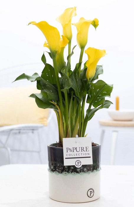 <h4>Zantedeschia yellow in P&PURE Illusion cer. perfectly imperfect.</h4>