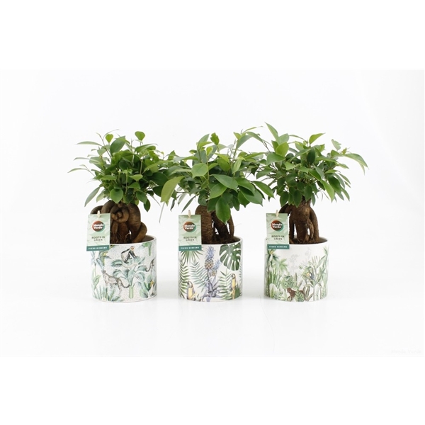 <h4>Ficus microcarpa Retusa in Jungle keramiek</h4>