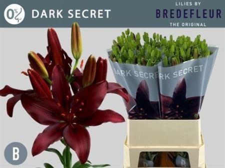 <h4>Li As Dark Secret 5+</h4>