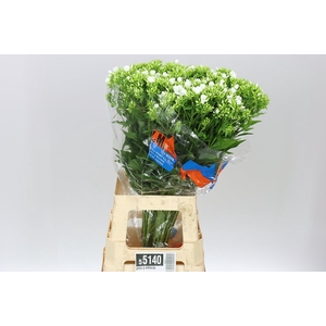 Phlox P Whitecap