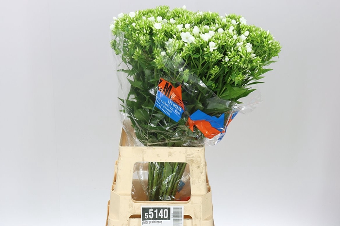 <h4>Phlox P Whitecap</h4>