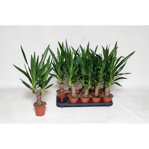 YUCCA