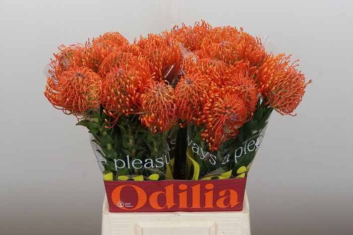 Nutans Ayoba Mandarin Zest