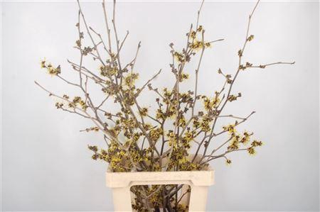 <h4>Hama Mollis</h4>