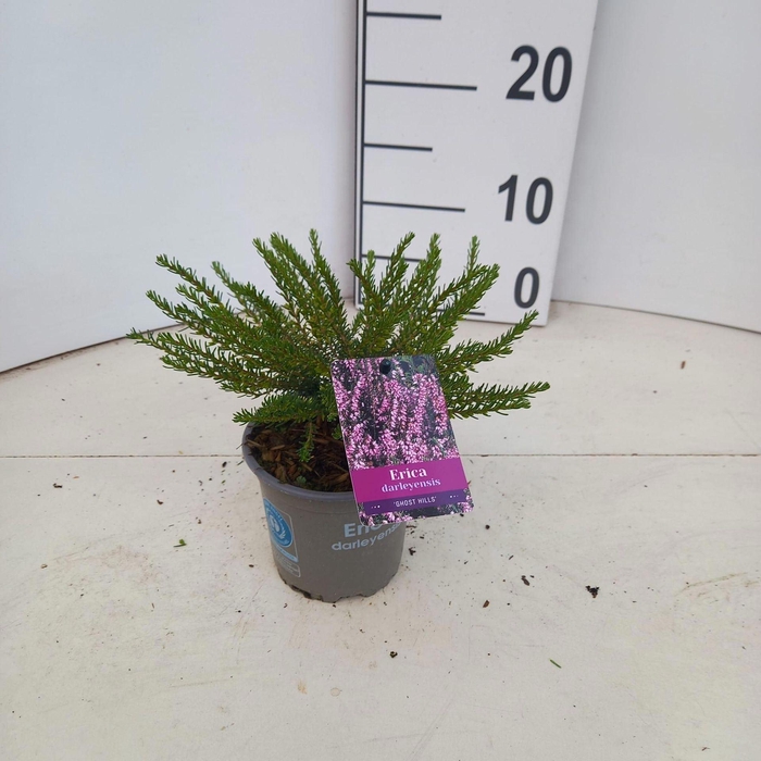 <h4>Erica darleyensis Ghost Hills</h4>